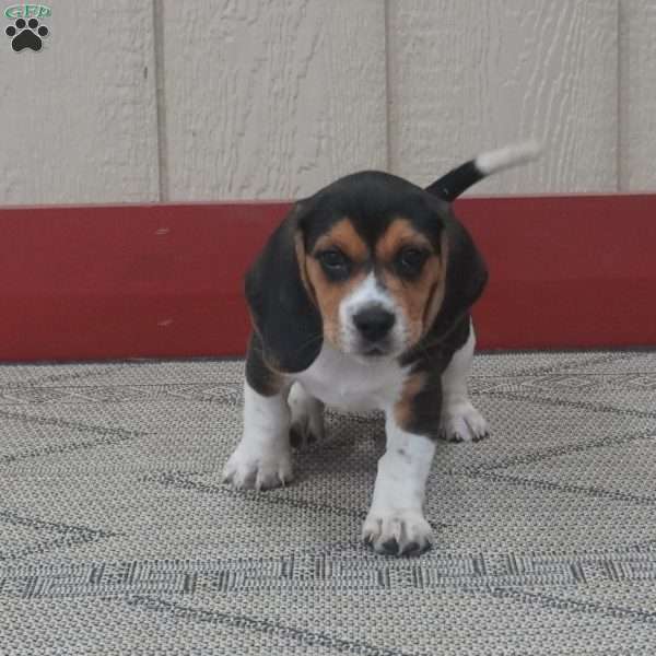Pepper, Beagle Puppy